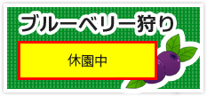 ブルーべり狩り