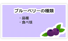 ブルーベリーの種類