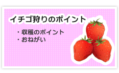 イチゴ狩りのポイント