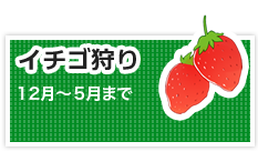 イチゴ狩り
