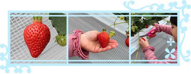 イチゴ狩りのポイント